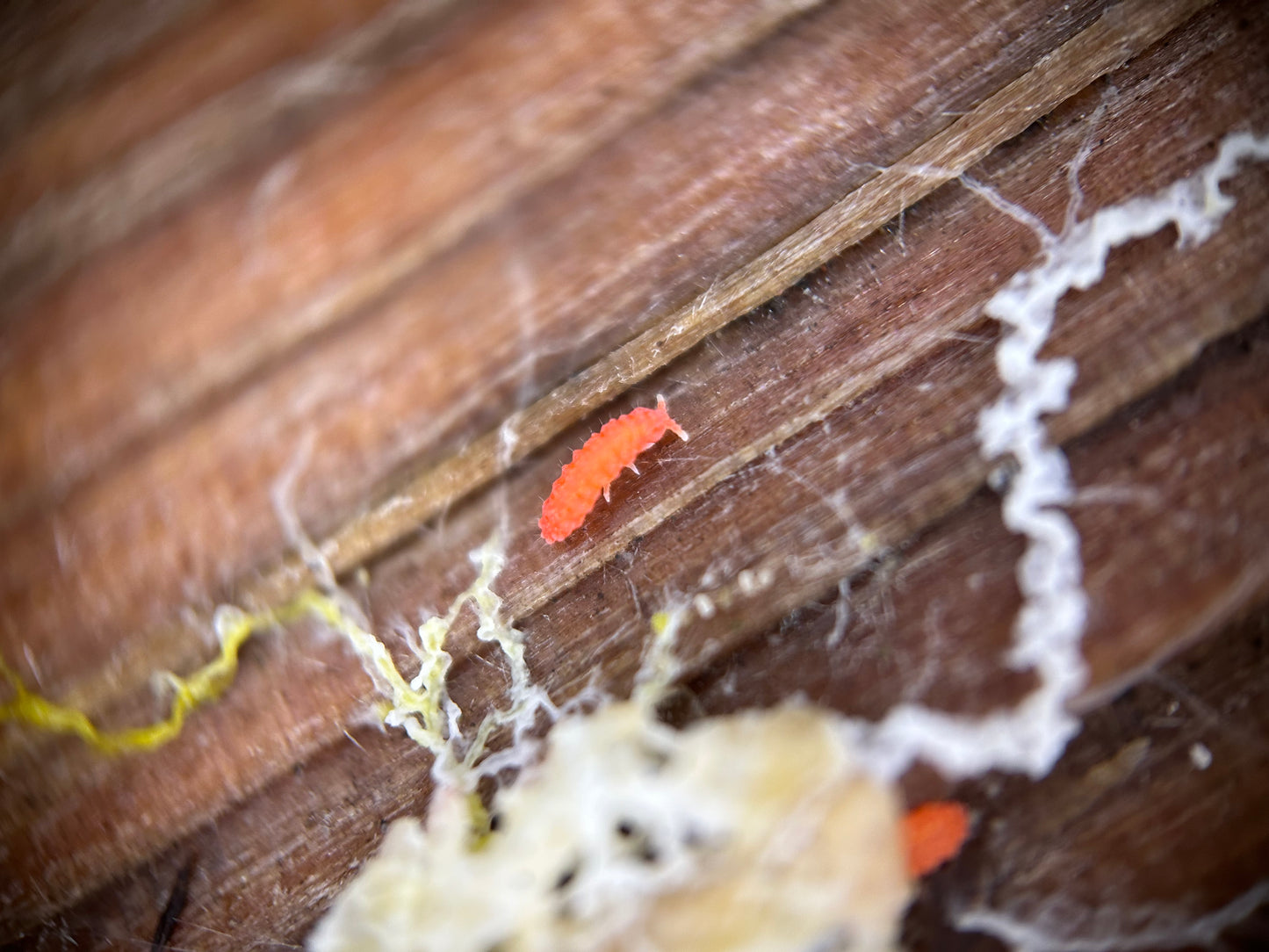 Bilobella braunerae