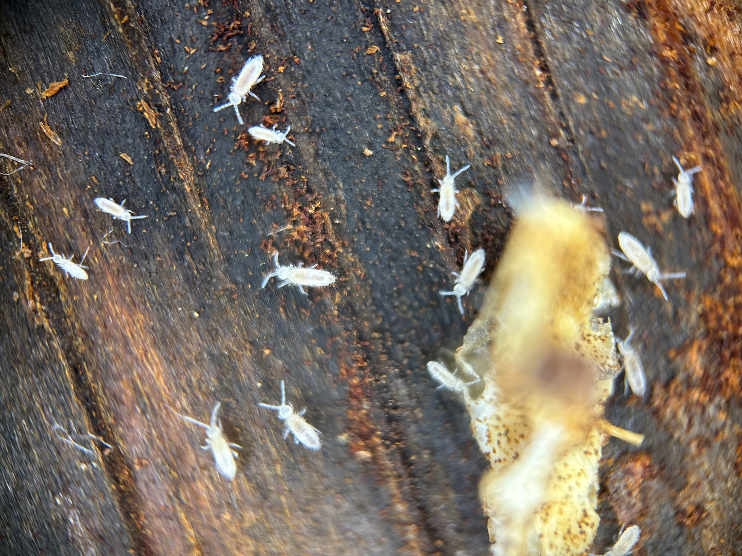 Tropical White Springtails