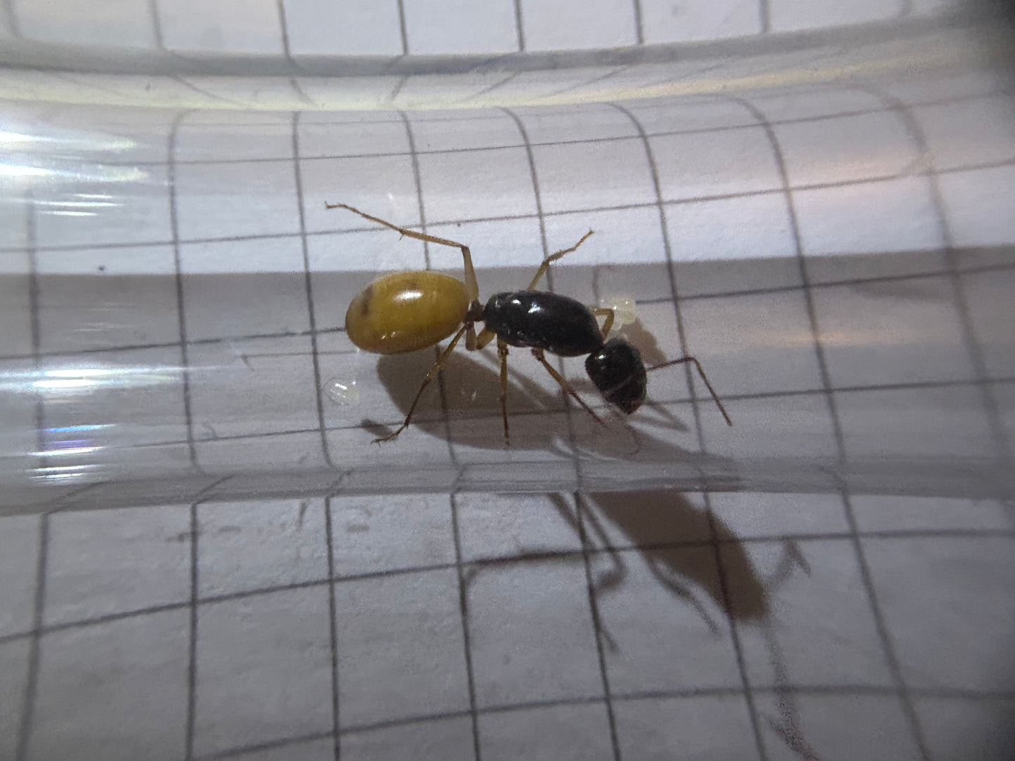 Camponotus fedtschenkoi