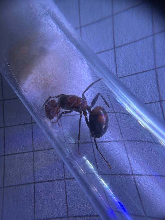 Camponotus nicobarensis