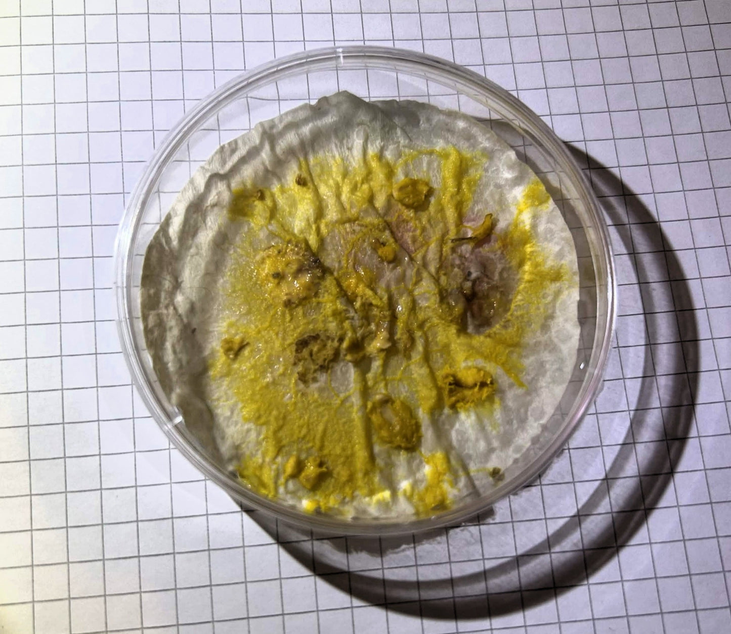 Badhamia utricularis