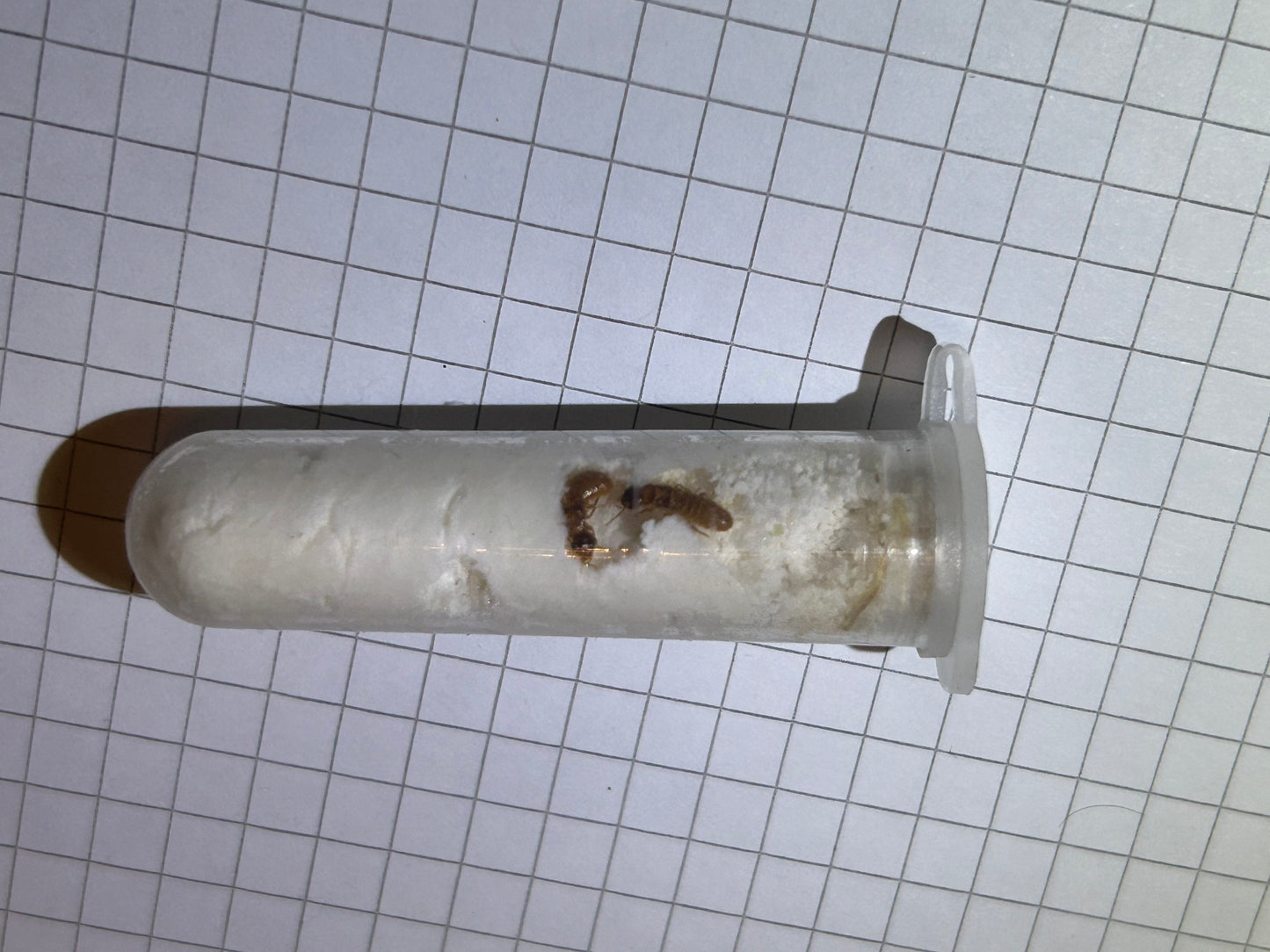 Coptotermes formosanus