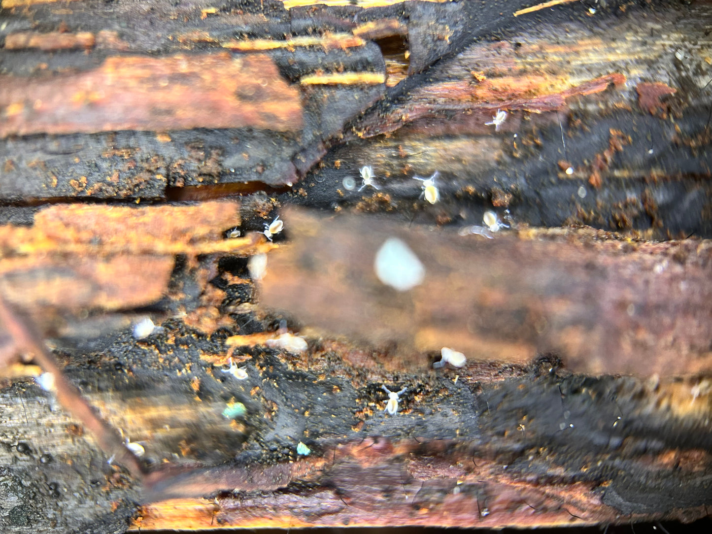 Arrhopalites caecus