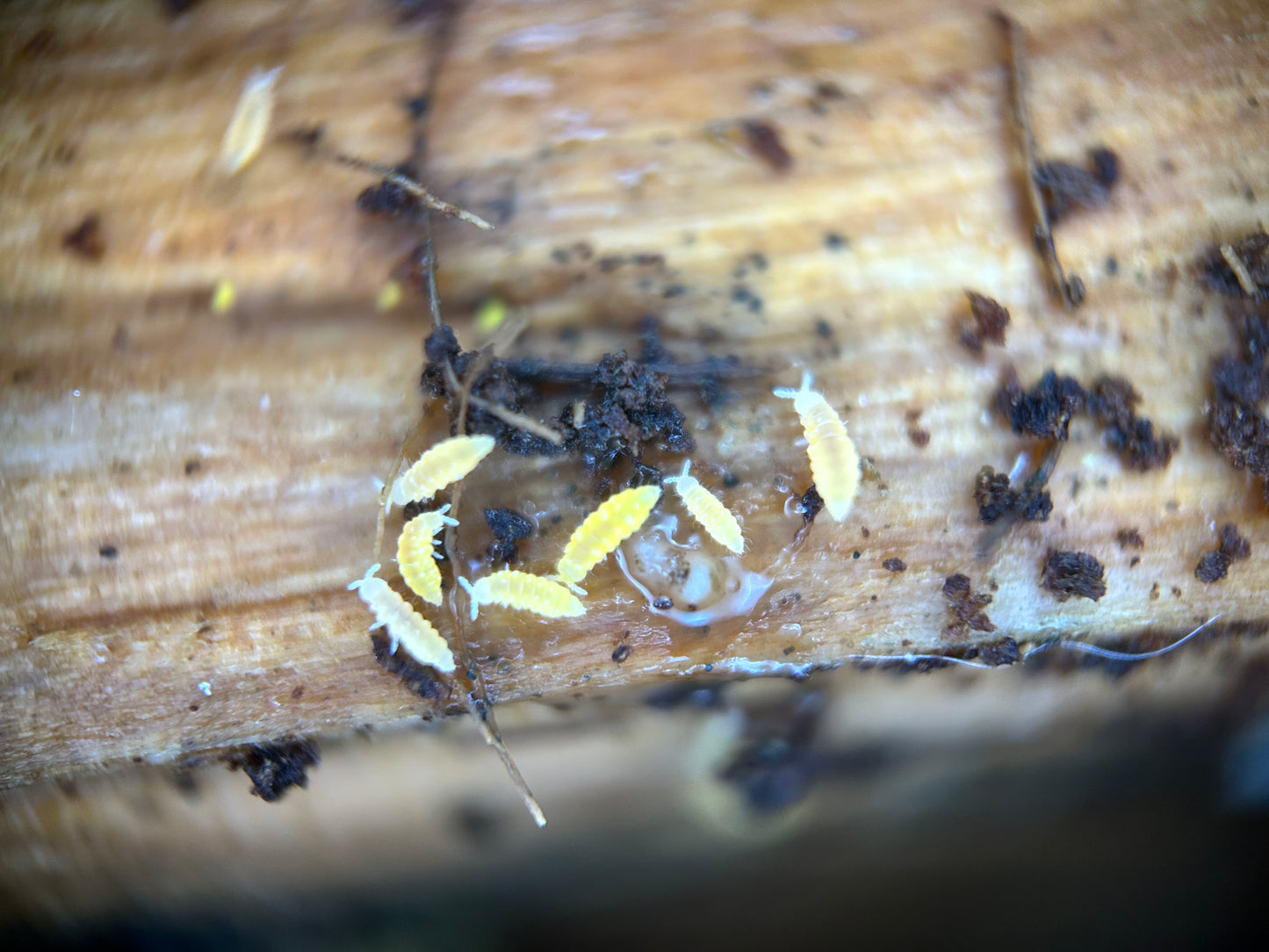 Ceratophysella spec. “Lilac Yellow Albino”