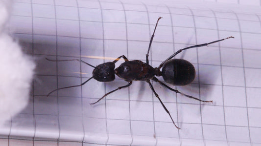 Camponotus angusticollis Königin
