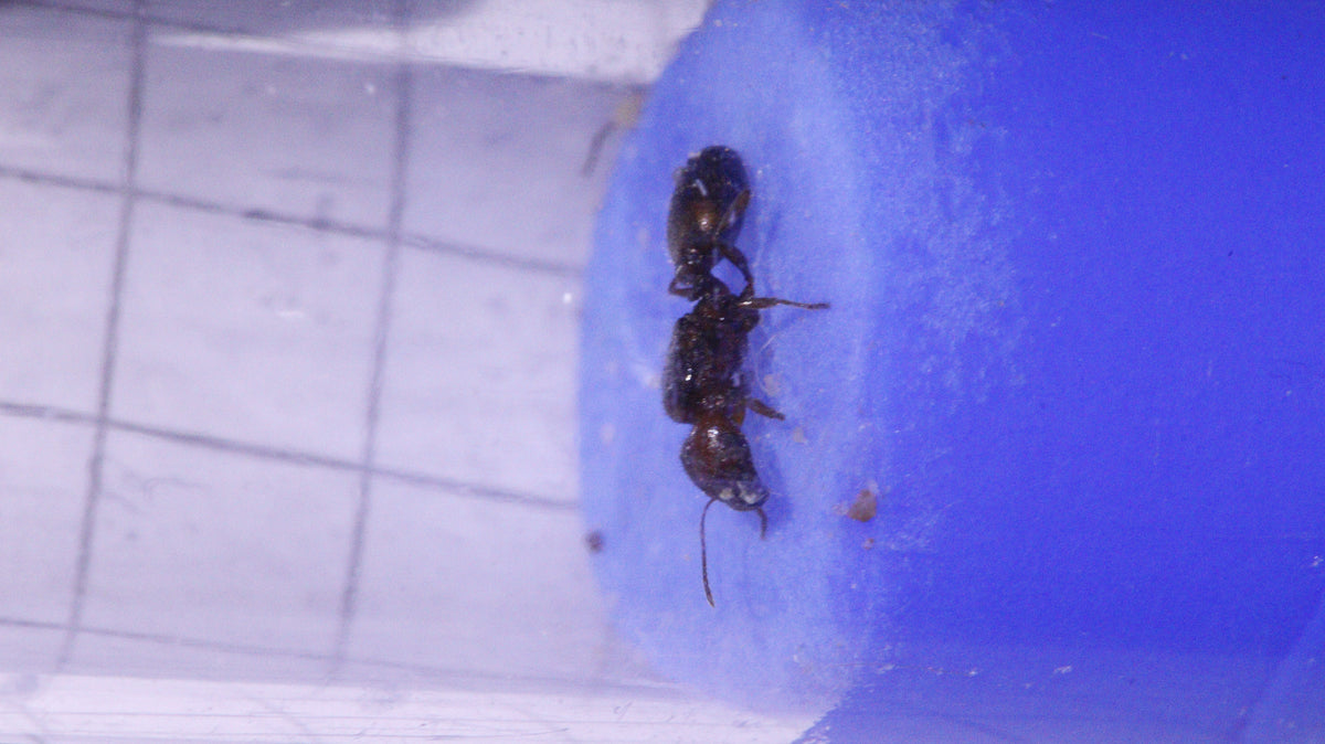 Aufnahme einer Pheidole xerophila Königin