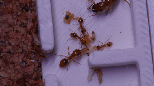 Gesomyrmex howardi