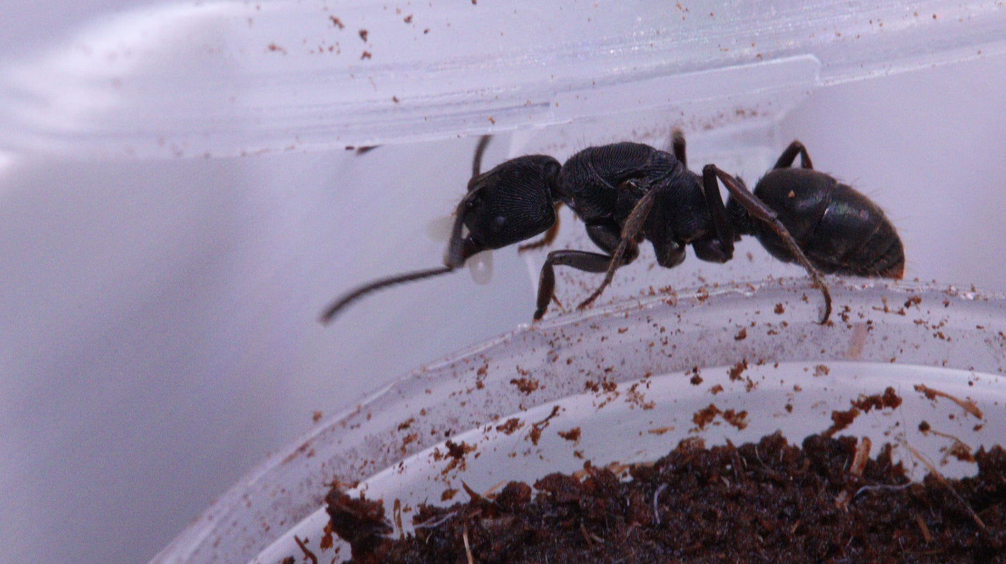 Ectomomyrmex zhengi