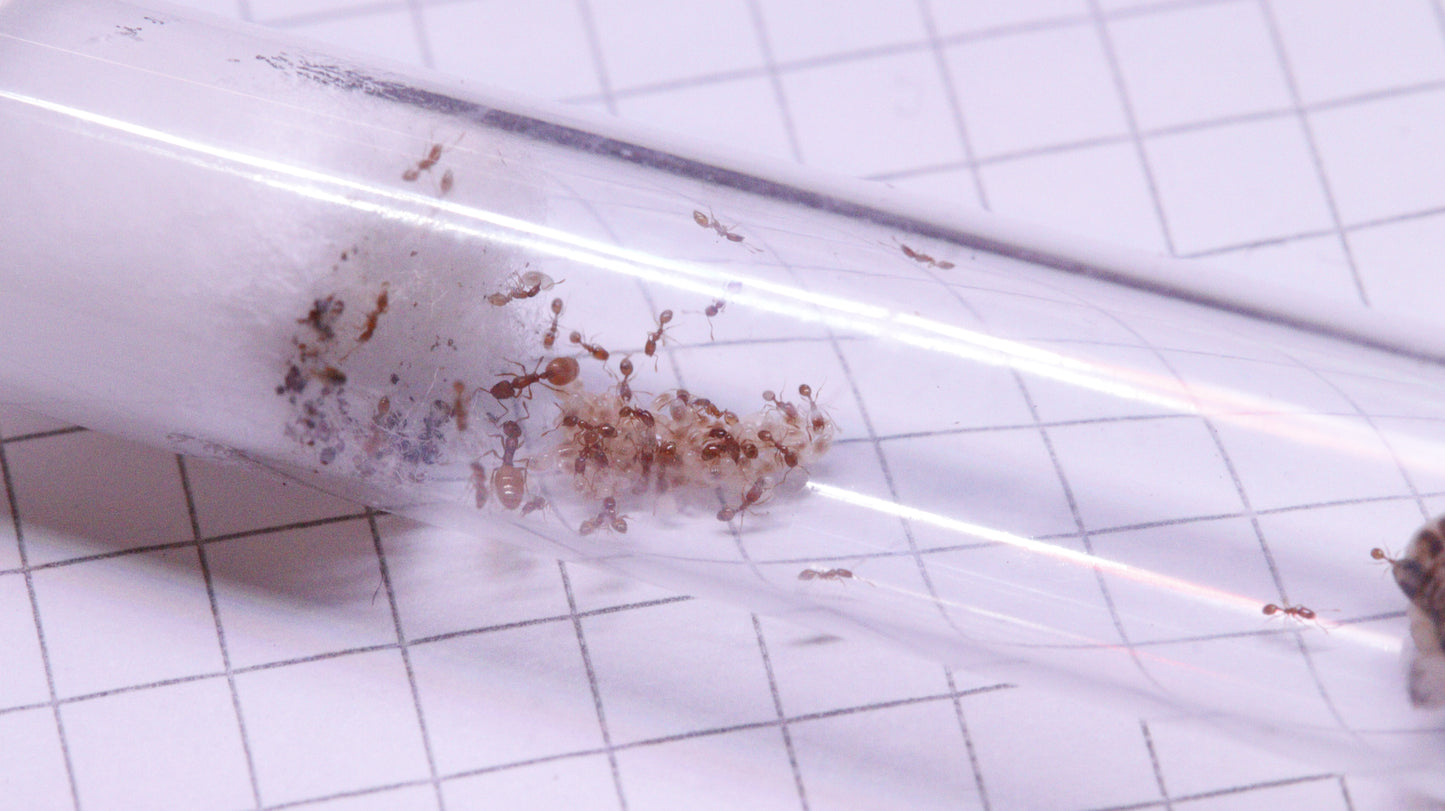 Monomorium andrei