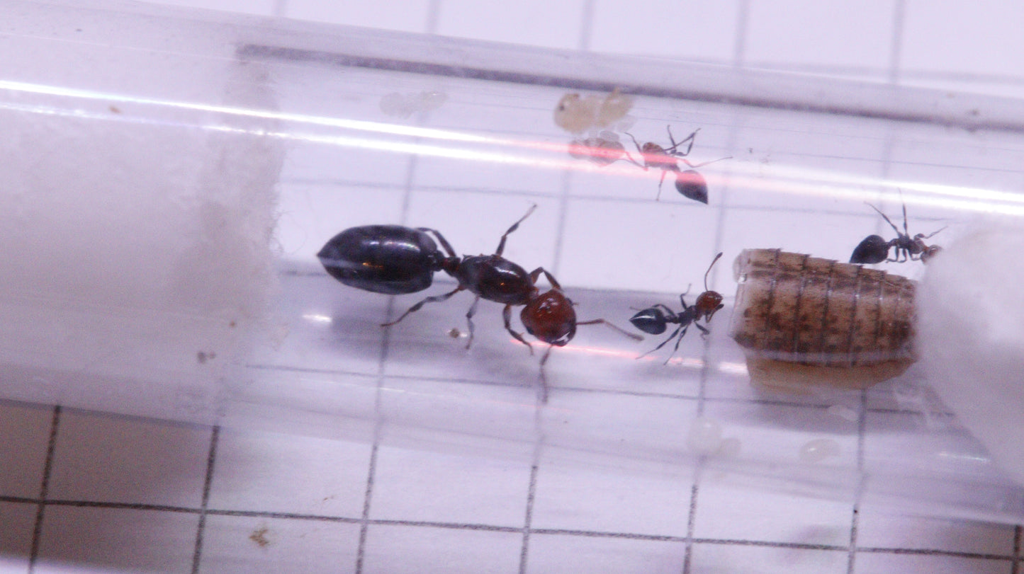 Crematogaster scutellaris