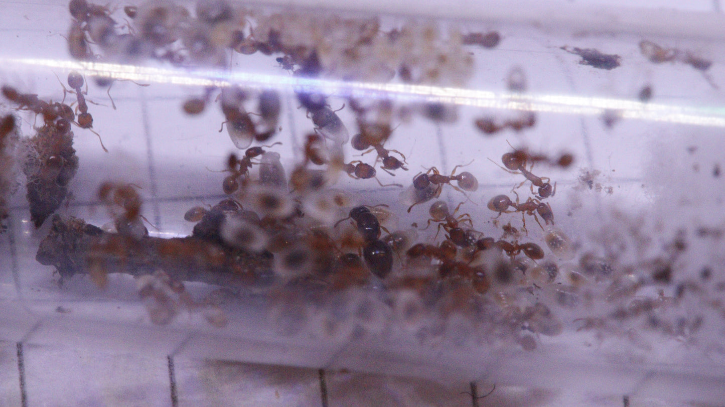 Temnothorax racovitzai
