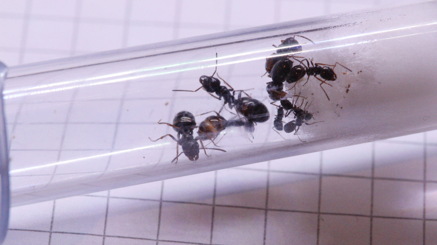 Proformica ferreri