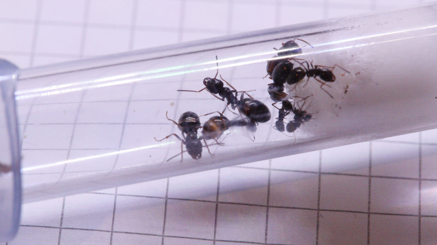 Proformica ferreri