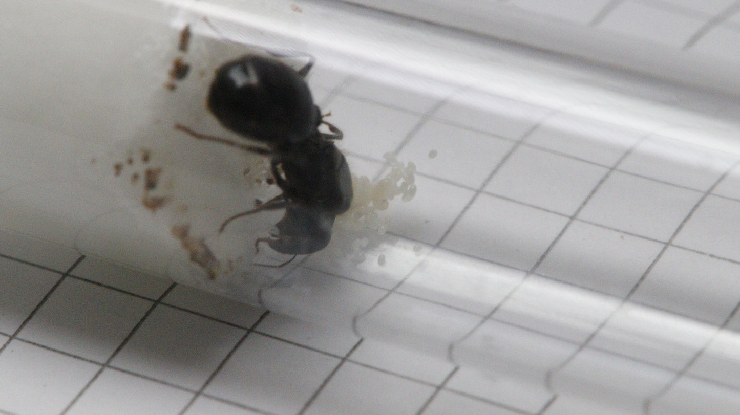 Pheidole rhea