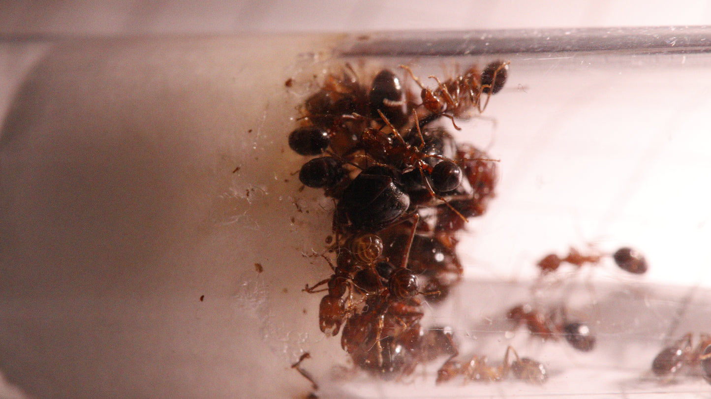 Messor hebraeus