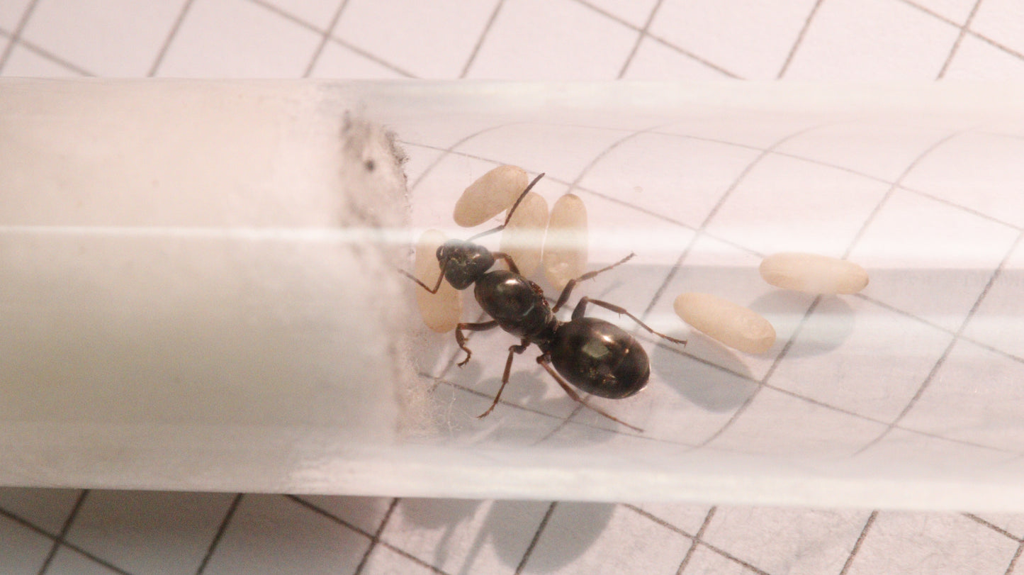 Formica fusca