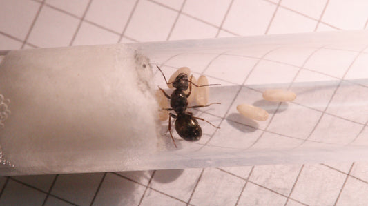 Formica fusca