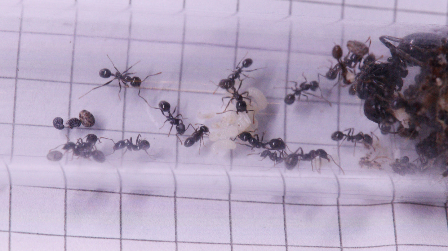 Messor barbarus
