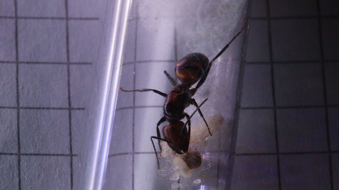 Camponotus nicobarensis