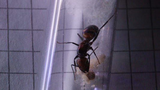 Camponotus nicobarensis