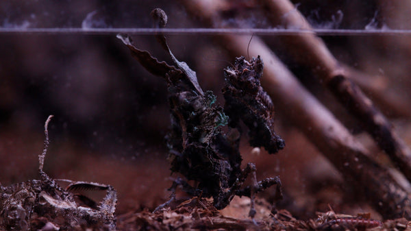 Pseudacanthops lobipes