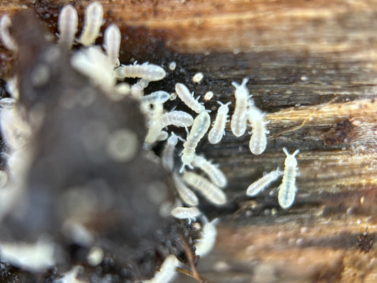 Onychiridae sp. "snowflake"
