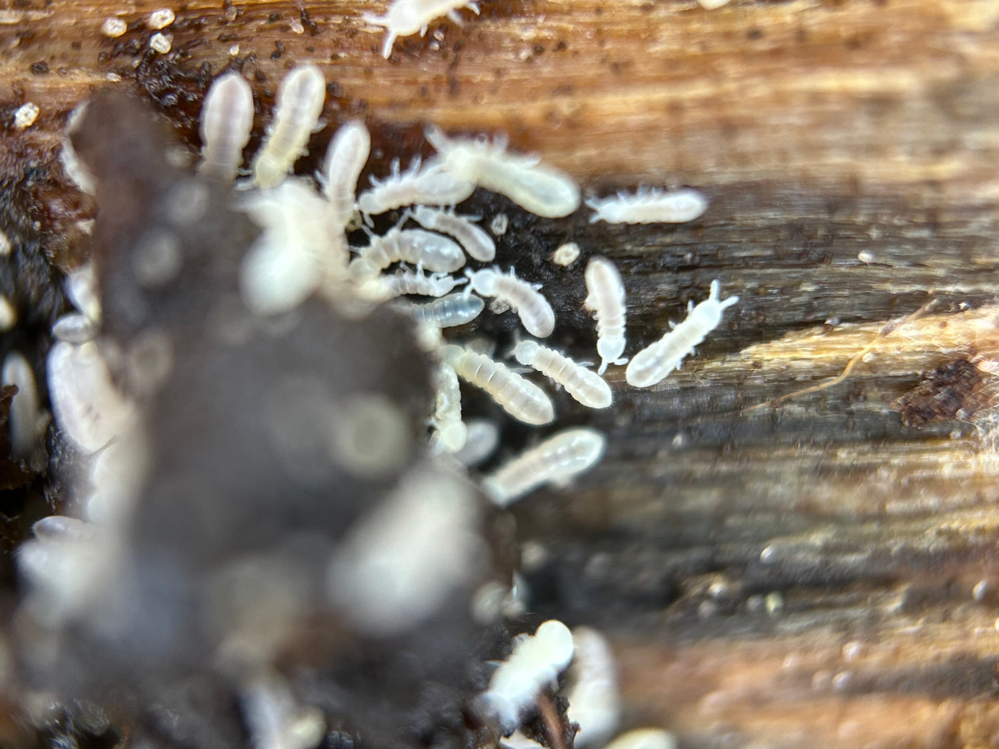 Onychiridae spec. "snowflake"