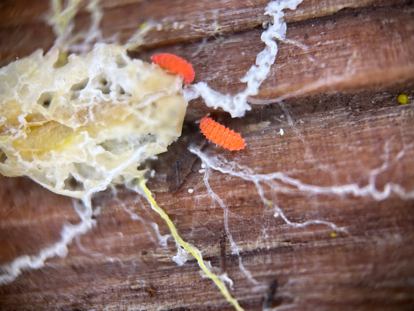 Bilobella braunerae