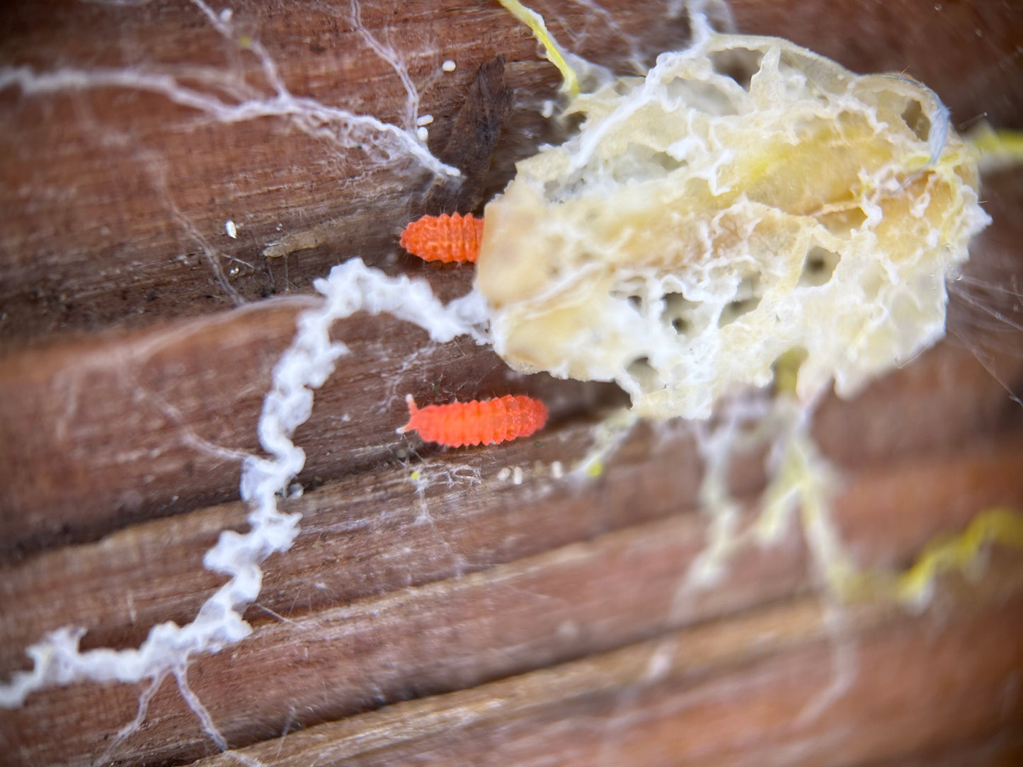 Bilobella braunerae