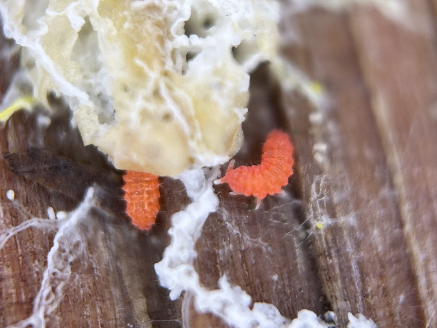 Bilobella braunerae