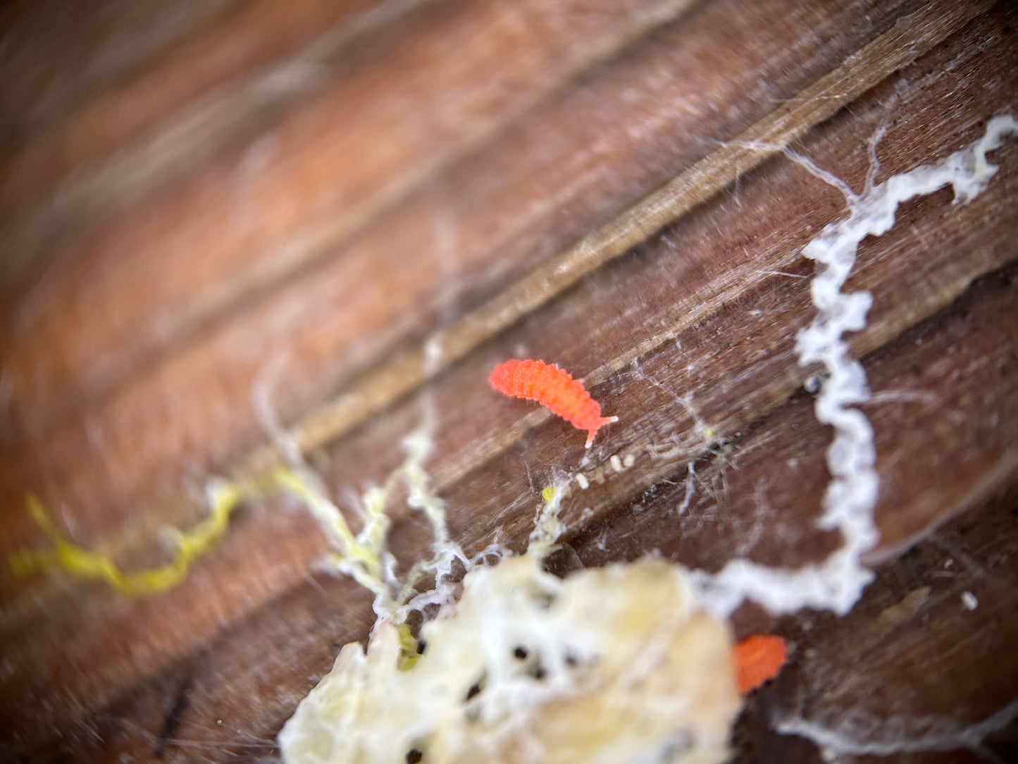 Bilobella braunerae