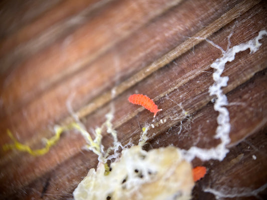 Bilobella braunerae