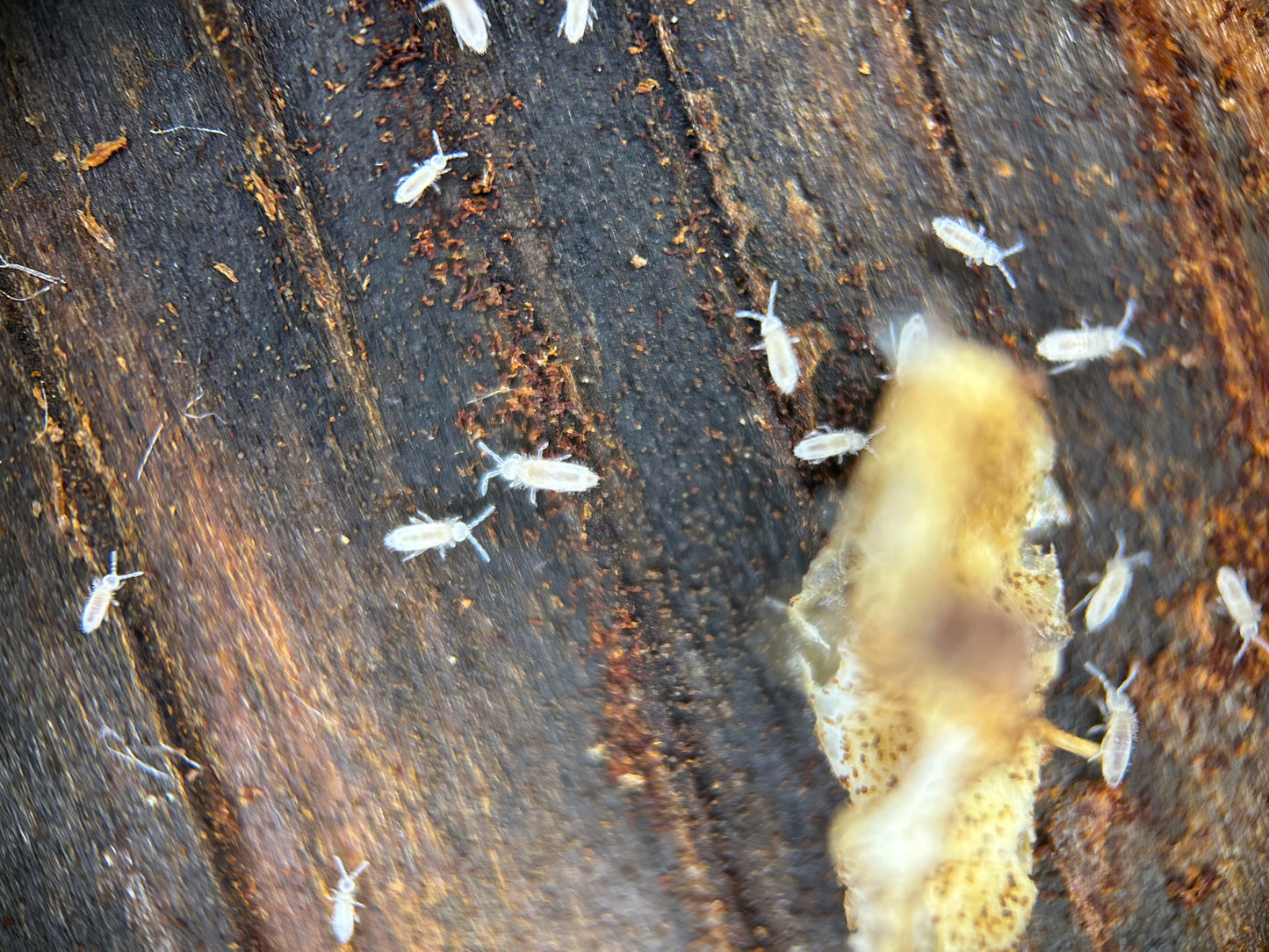 Tropical White Springtails
