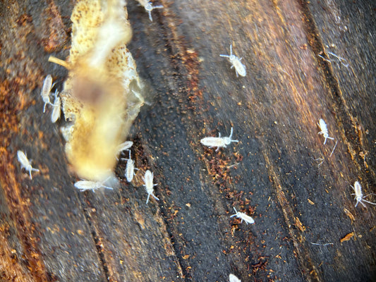 Tropical White Springtails