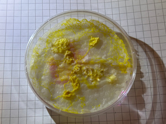 Physarum polycephalum