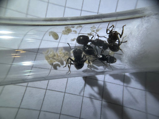 Messor aciculatus