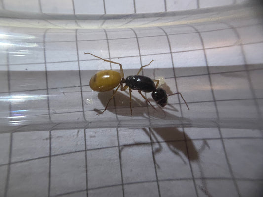 Camponotus fedtschenkoi
