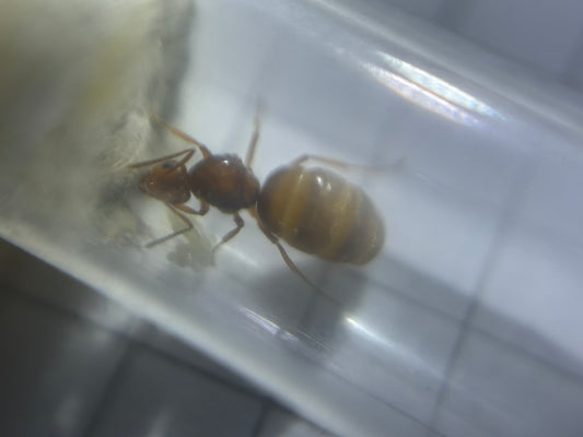 Prenolepis nitens