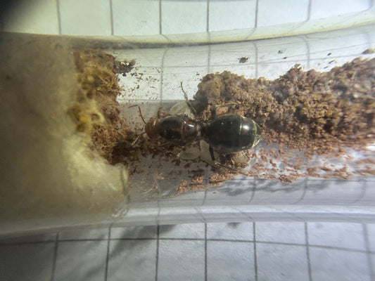 Myrmecocystus semirufus
