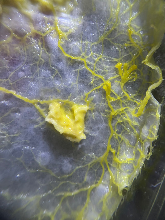 Physarum polycephalum