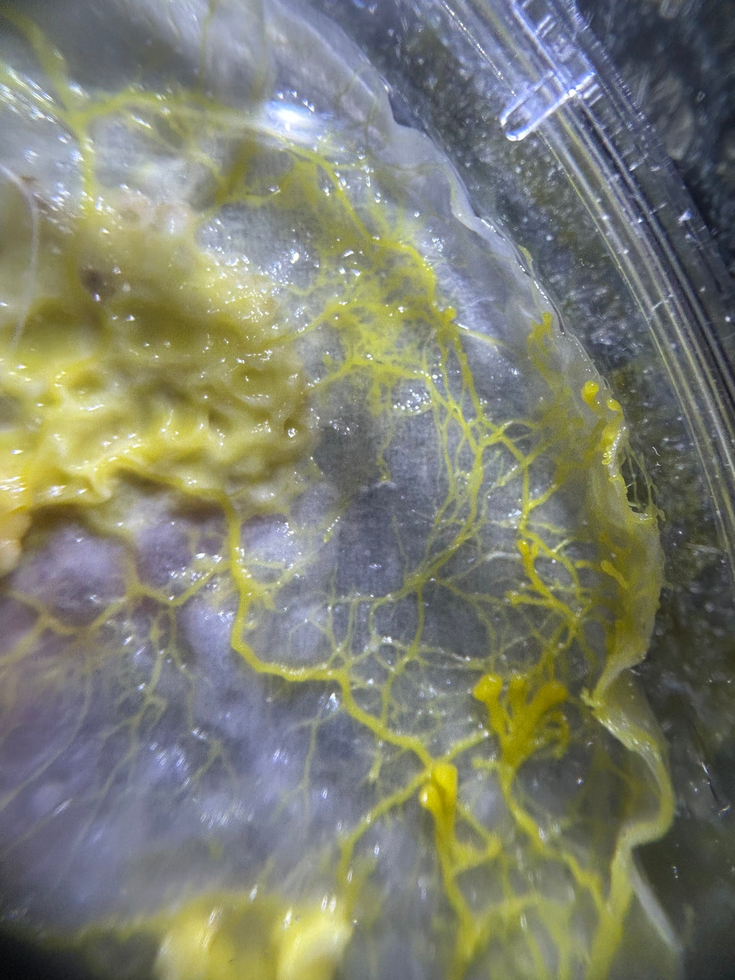 Physarum polycephalum