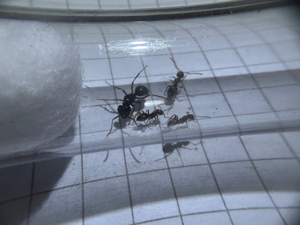 Lasius fuliginosus