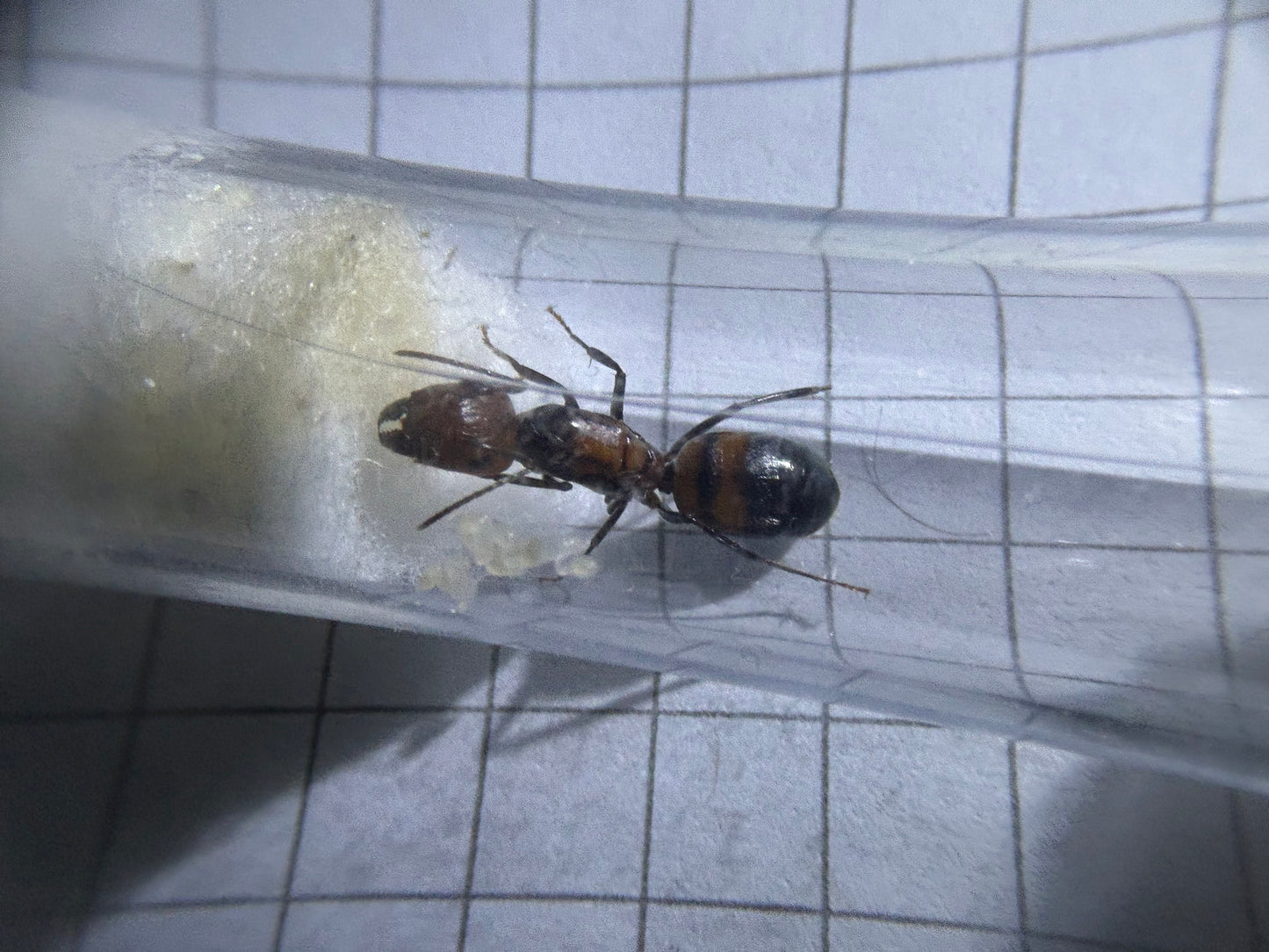 Camponotus nicobarensis