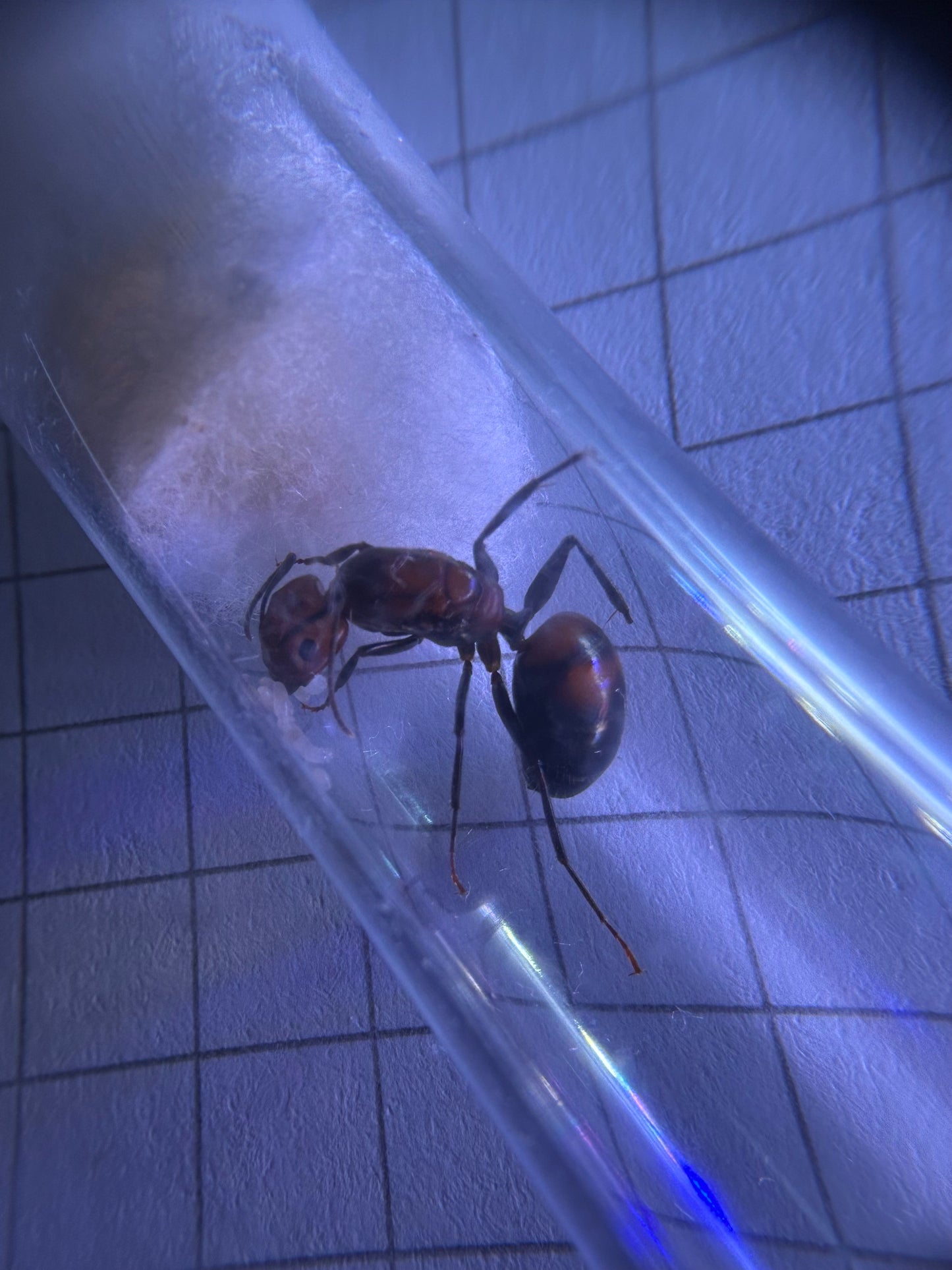 Camponotus nicobarensis