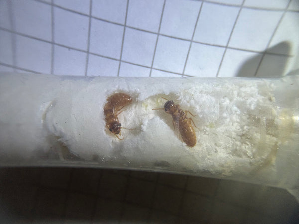 Coptotermes formosanus