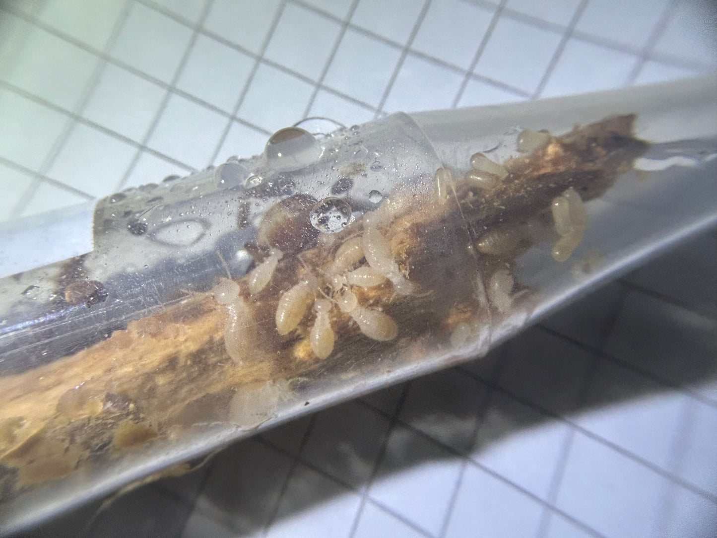 Hodotermopsis sjostedti
