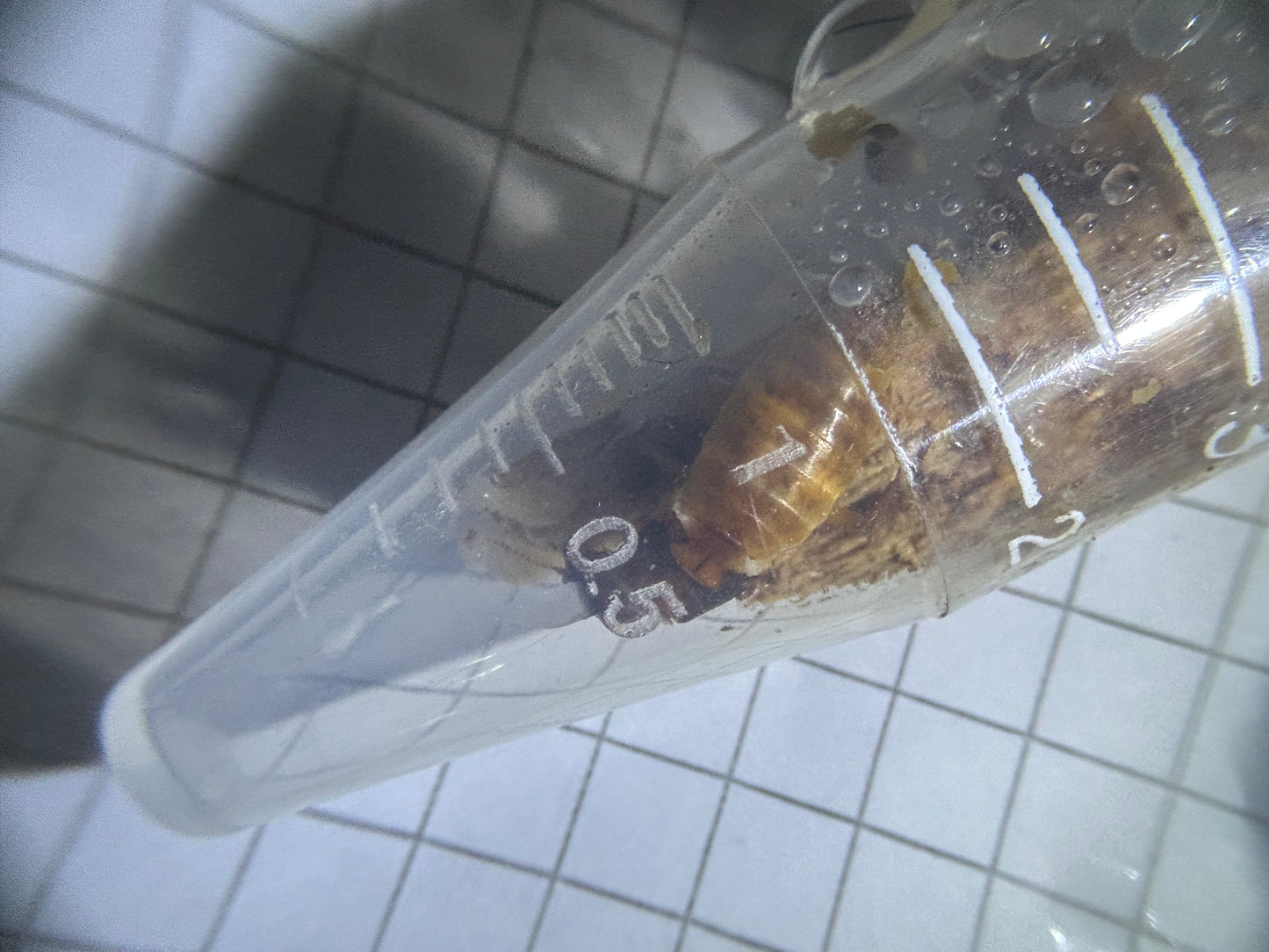Hodotermopsis sjostedti