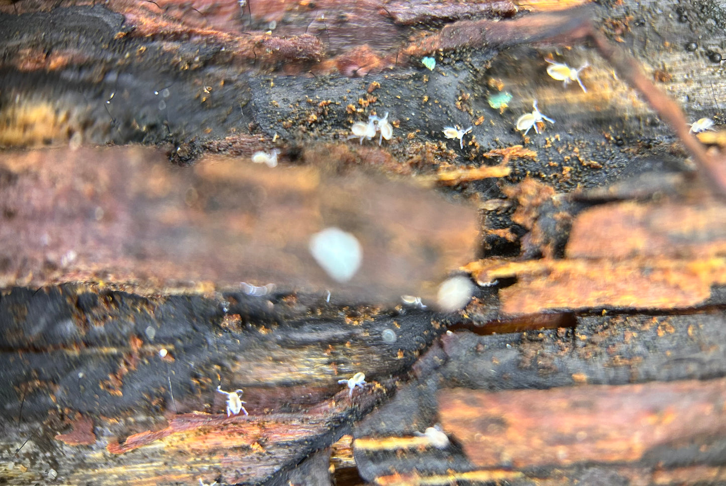 Arrhopalites caecus