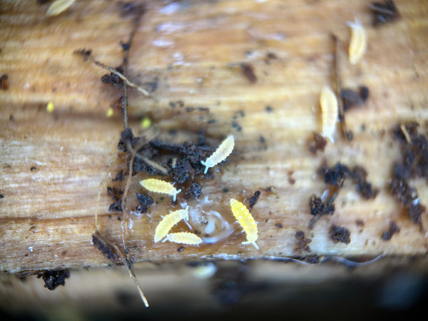 Ceratophysella sp. "Lilac Yellow Albino"
