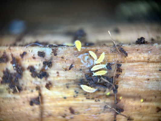 Ceratophysella sp. "Lilac Yellow Albino"